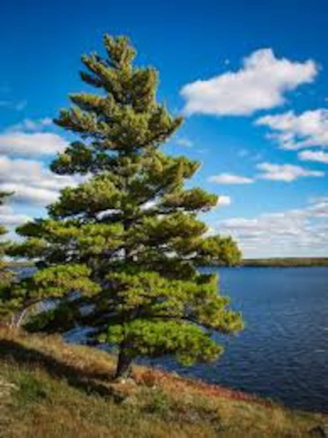 eastern-white-pine-tree-seeds-pinus-strobus-seeds-etsy