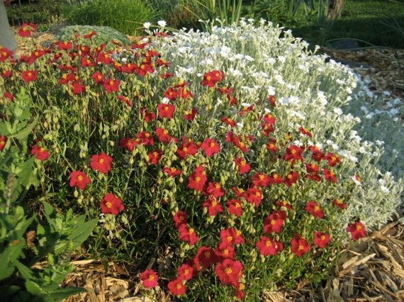 ROCK ROSE HERBACEOUS PERENNIAL GARDEN FLOWER PATIO BORDERS PLANTS SEEDS 100 x HELIANTHEMUM MUTABILE SEEDS