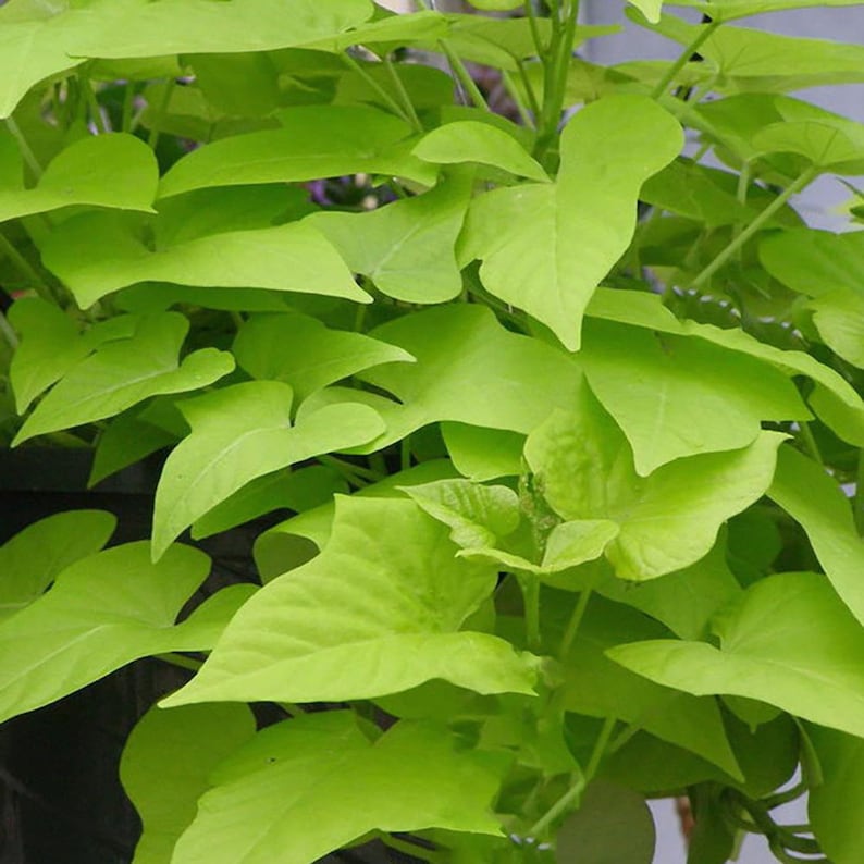 Ипомея батат Caroline Light Green