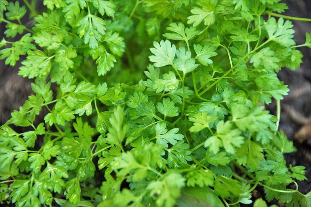 Chervil Seeds French Parsley Seeds Chervil French Parsley Seeds Bulk