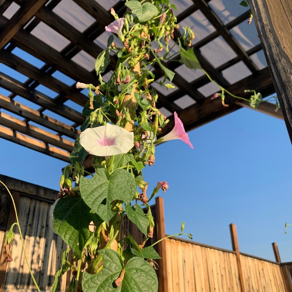 Tall Morning Glory Seed Mix | Morning Glory Seeds | Ipomea purpurea Seeds | Climbing Morning Glory Seeds |