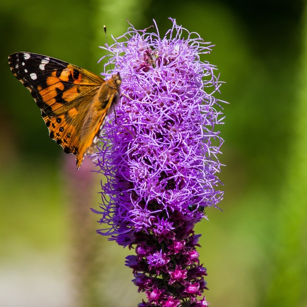 Button Blazing Star Seeds | Rough Blazing Star Seeds | Tall Blazing Star Seeds | Tall Gayfeather Seeds | Liatris aspera Seeds |