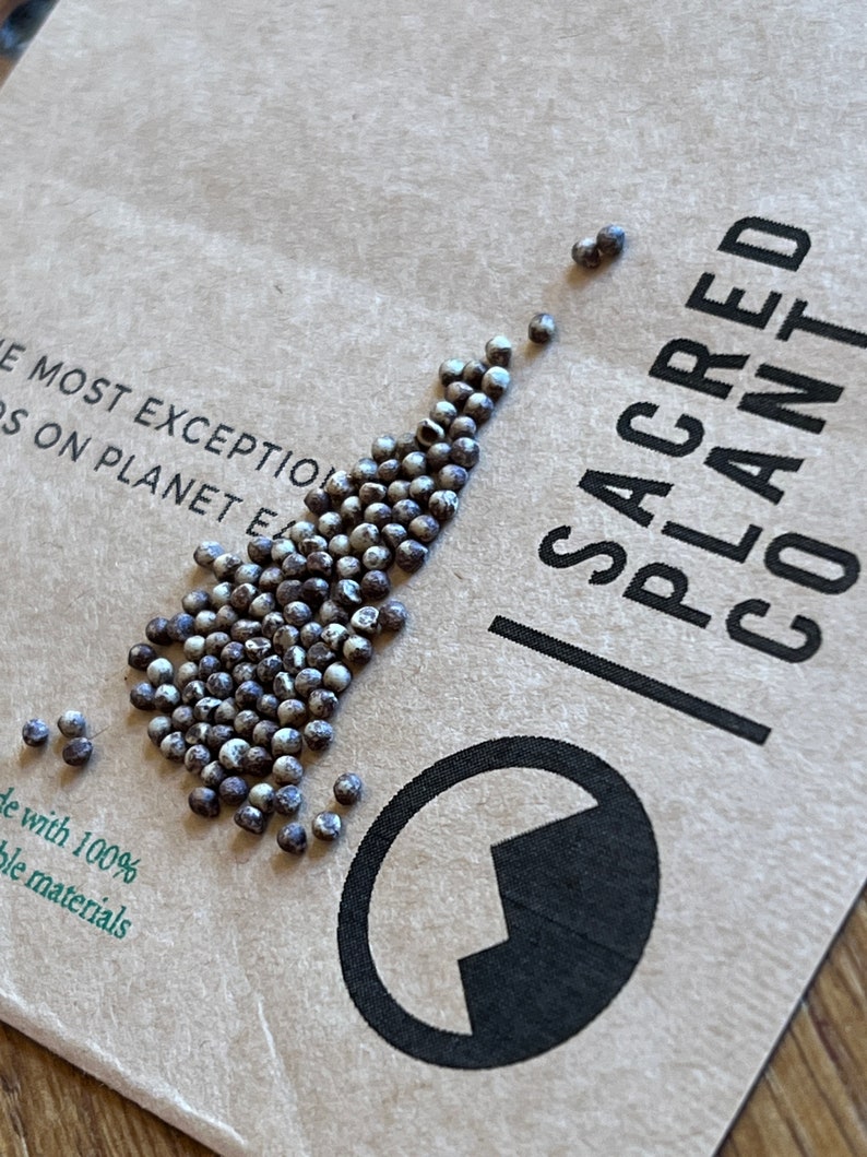 Dichondra Silver Falls Seeds with Sacred Plant Co logo.