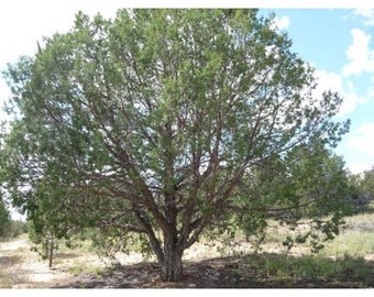 Alligator Juniper Seeds | Checkered-Bark Juniper Seeds | Juniperus pachyphlaea Seeds | Alligator Juniper Tree Seeds