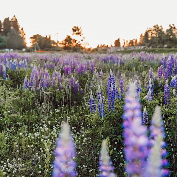 Wild Lupine Seeds | Sundial Lupine Seeds | Lupinus perennis Seeds | Praire Lupine Seeds | Lupine Seeds |