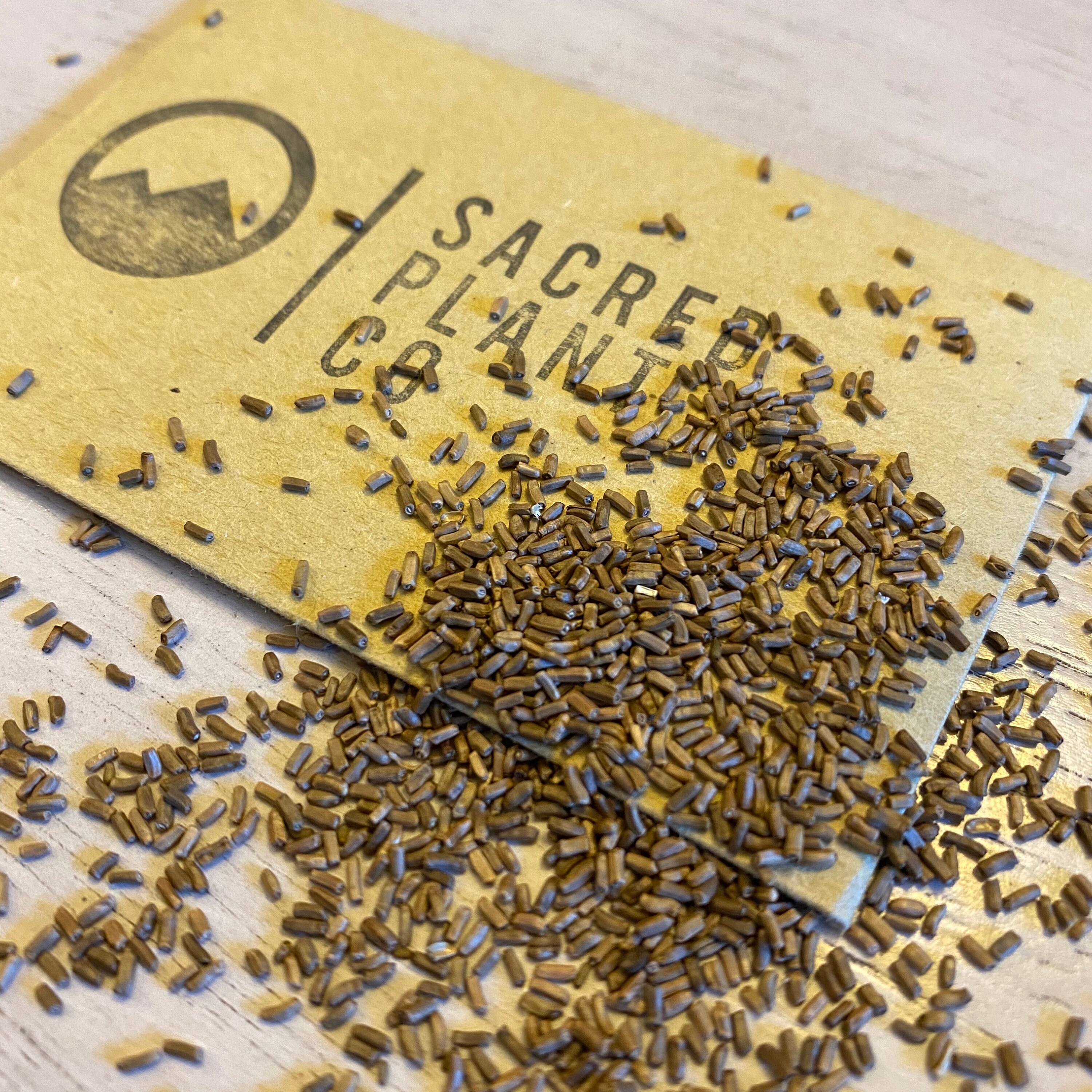 Strawflower Seeds Strawflower Seed Mix Bulk Strawflower Etsy