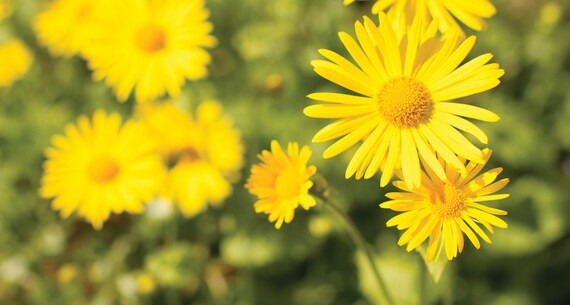 Cladanthus Arabicus 100 seeds Palm Springs Daisy Cladanthus Arabicus 100 seeds Palm Springs Daisy