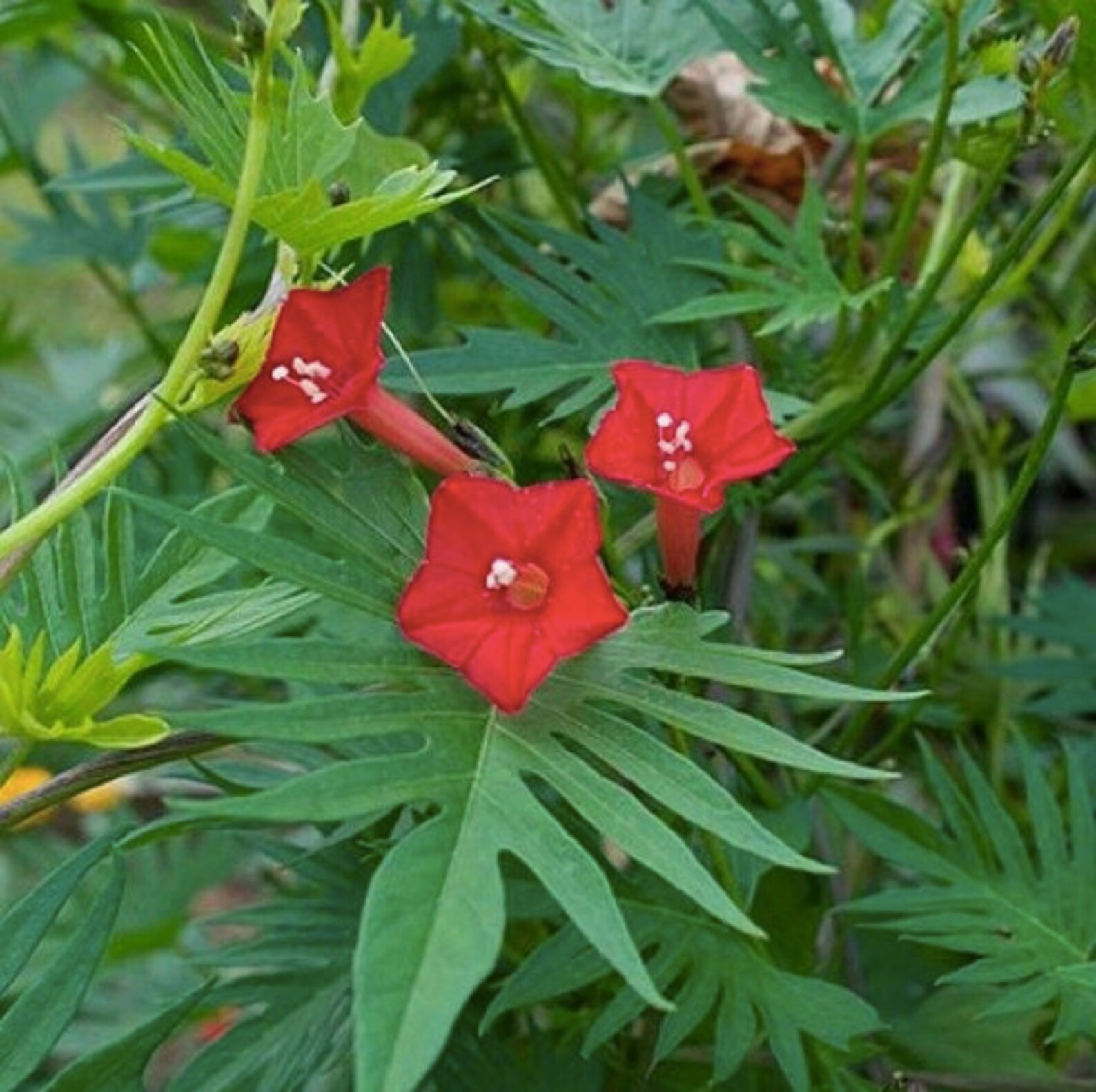 Cardinal Climber Vine Seeds Ipomoea Quamoclit Cardinalis Etsy