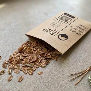 Giant Sequoia seeds spilling from envelope with pine needles on concrete.