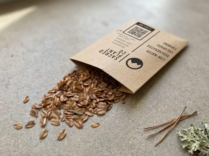 Giant Sequoia seeds spilling from envelope with pine needles on concrete.