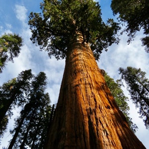 Giant Sequoia Redwood Tree.