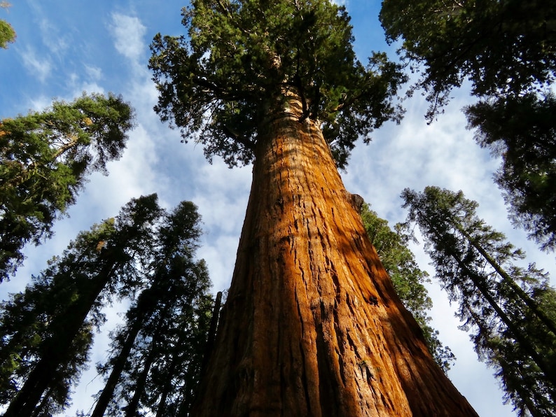 Giant Sequoia Redwood Tree.