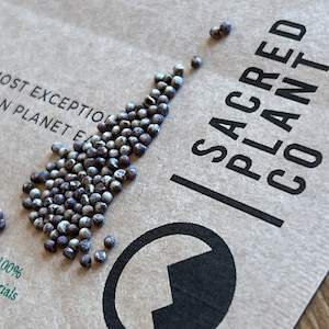 Dichondra Silver Falls Seeds on Sacred Plant Co seed package.