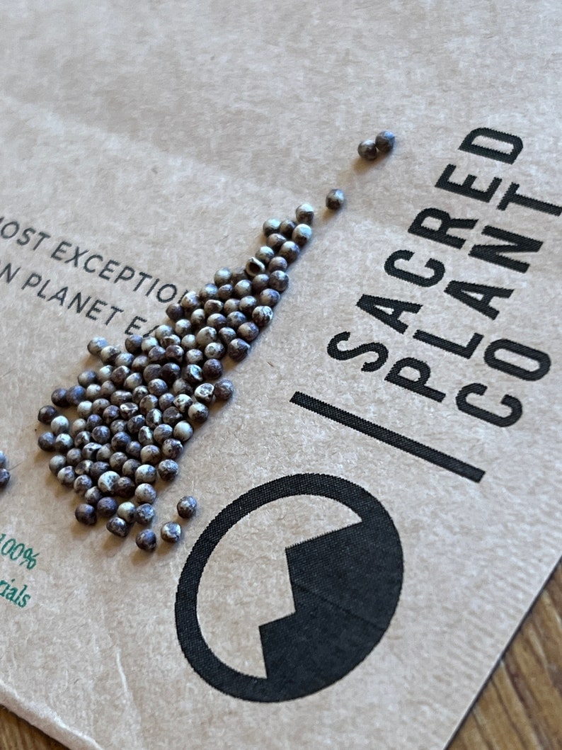 Dichondra Silver Falls Seeds on Sacred Plant Co seed package.