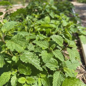 Bulk Lemon Balm Herb | 1 LB Lemon Balm Leaf | Cut and Sifted Sweet Balm Herb | Lemon Balm Tea |Sweet Melissa Herb | Sweet Leaf Herb | Balm| image 6