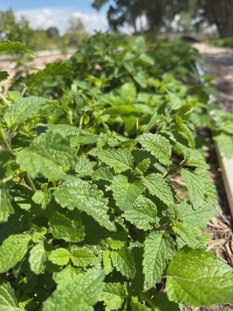 Bulk Lemon Balm Herb | 1 LB Lemon Balm Leaf | Cut and Sifted Sweet Balm Herb | Lemon Balm Tea |Sweet Melissa Herb | Sweet Leaf Herb | Balm| image 6