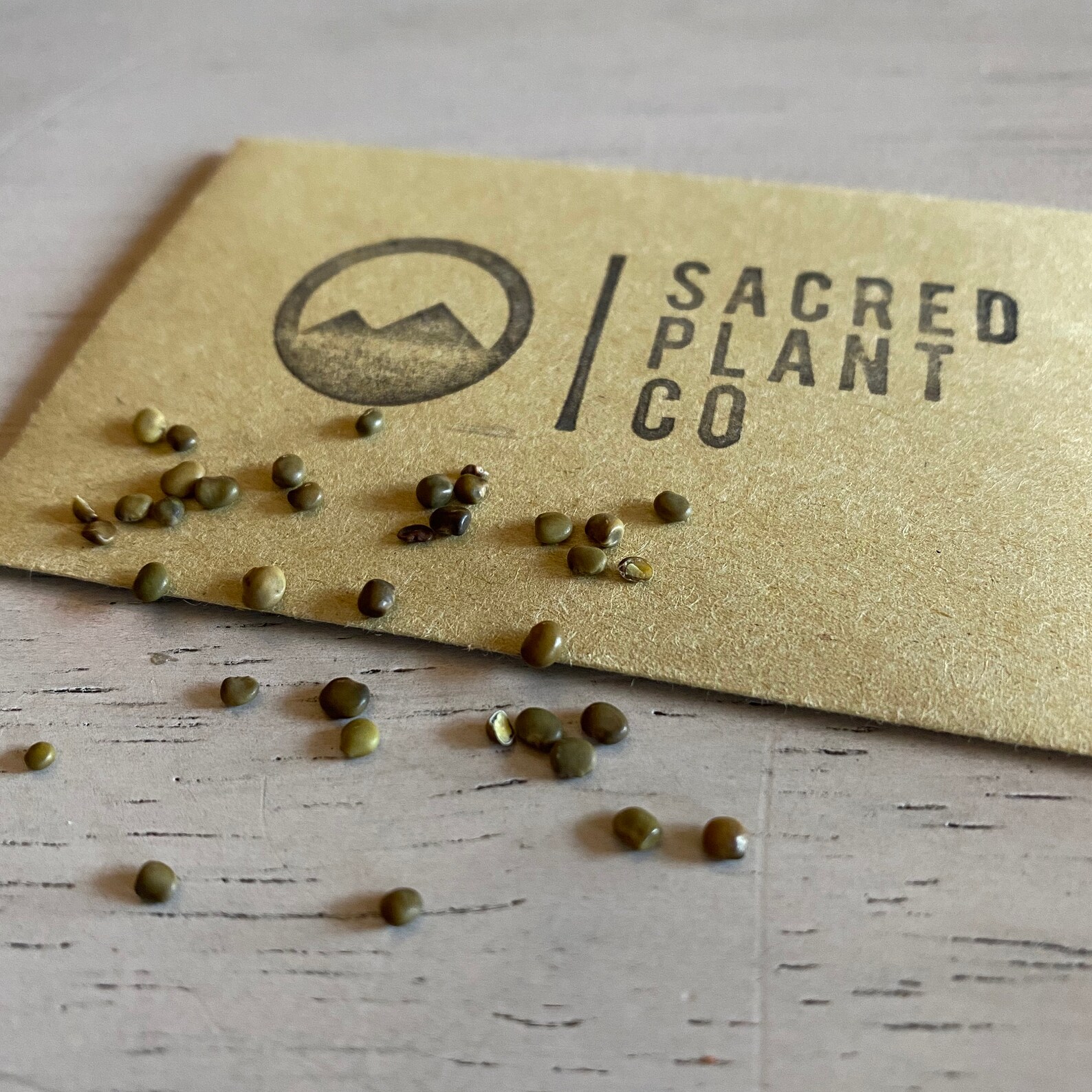 Licorice Seeds Licorice Root Seeds Glycyrrhiza Glabra Etsy