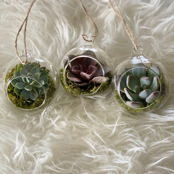 Succulent terrarium ornament