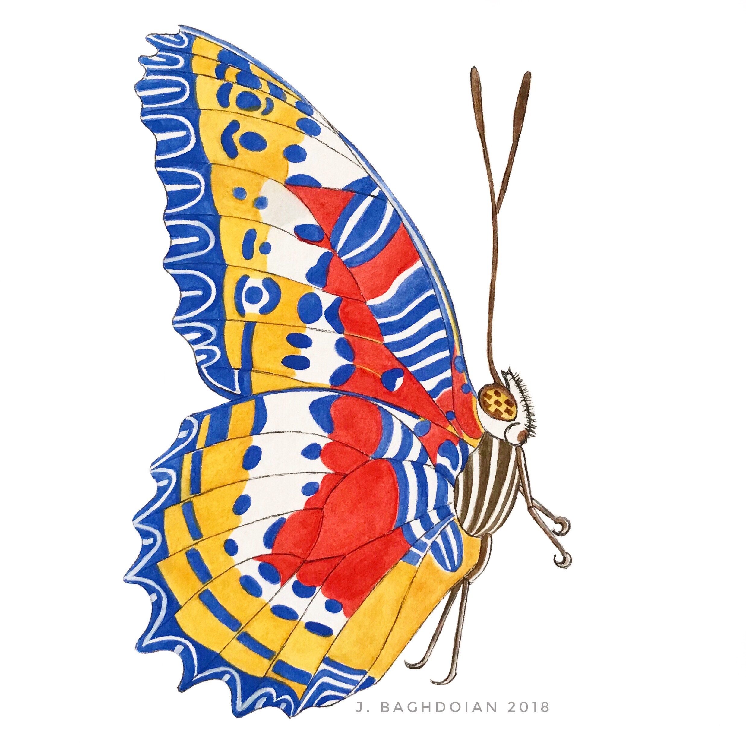 Art Art Prints Reyada Internationalschool Com Details About Malay Lacewing Butterfly 2 Matted Fine Art Print