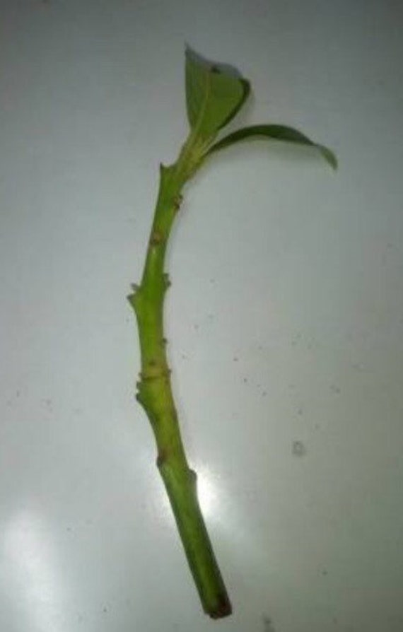 Avocado Tree Cuttings 5 Scions Fresh Cut and Organic 15 Long Message Me  Which Variety Do You Prefer Read Description. - Etsy Hong Kong