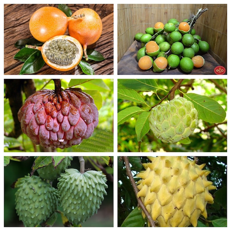 Tropical Exotic Fruits Seeds Mix 5 Each Variety USA SELLER . Etsy