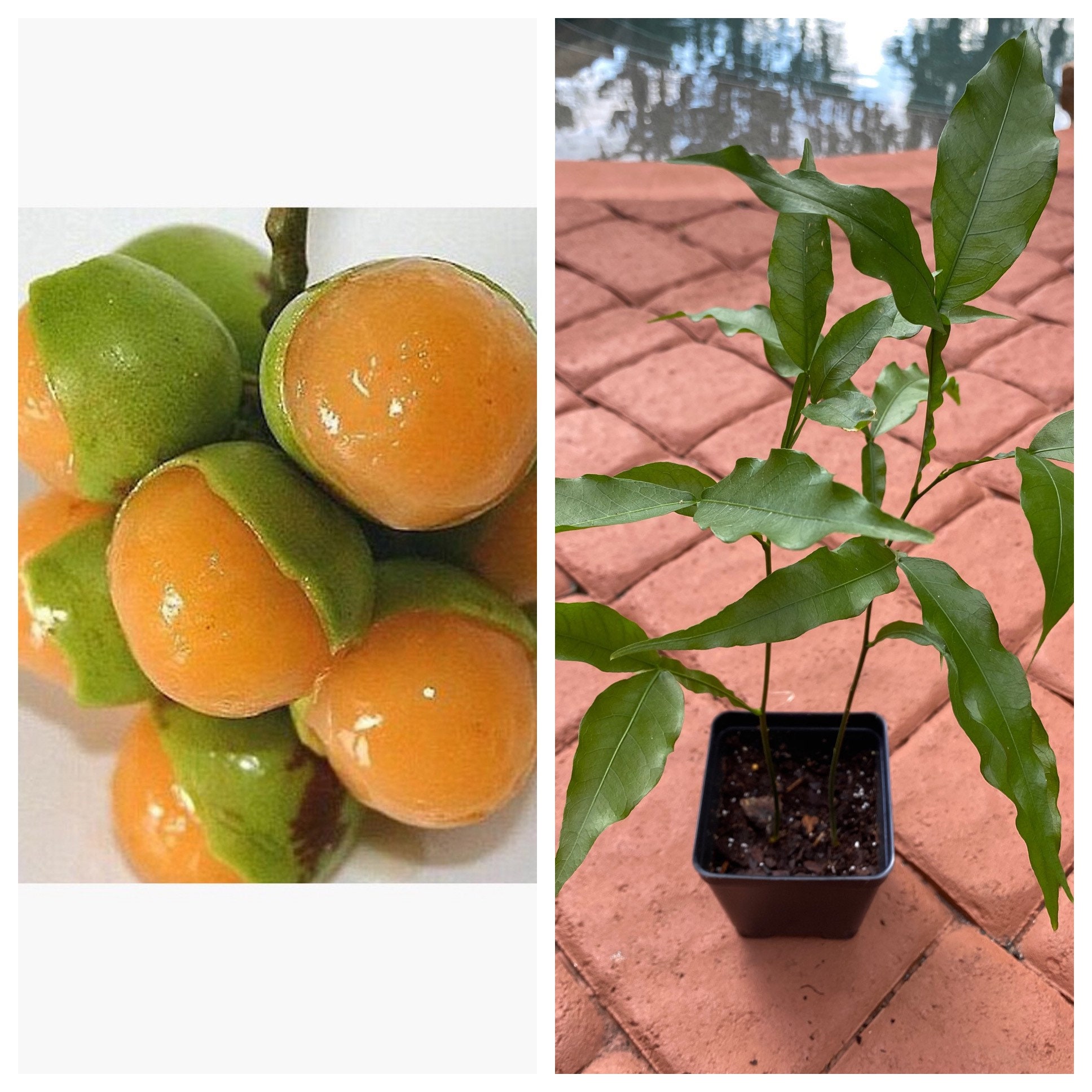2 Spanish Lime Guinep Quenepa fruit Tree 2 Plants in one Pot Etsy