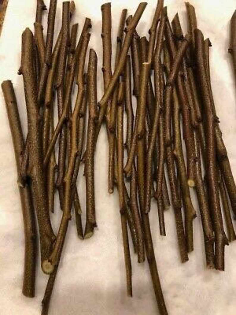Surinam Sherry Eugenia Uniflora Scions Wood 10 Cuttings Season Etsy