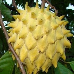5 Rollinia Deliciosa Seeds Biriba Rollinia Mucosa Rare Tropical Fruit ...