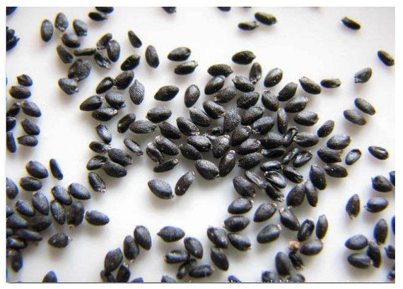 Dragon Fruit Seeds