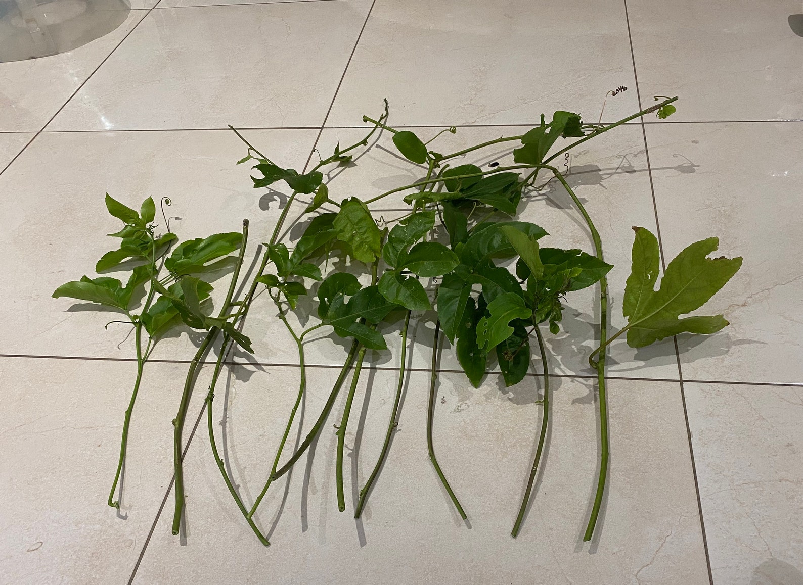 10 Yellow Passion Fruit Cuttings 14 long Passiflora Edulis Etsy