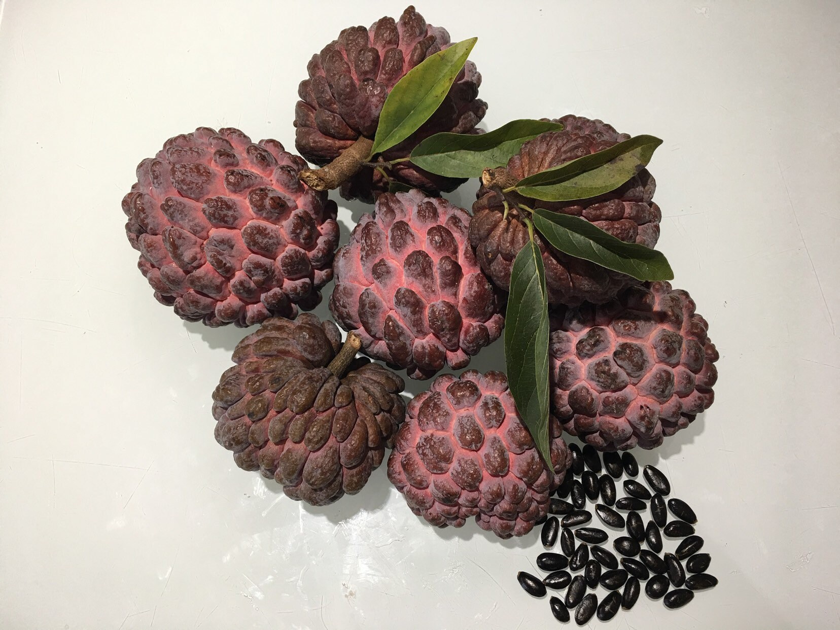 Red Sugar Apple & Green Sugar Apple 10 Seeds each varieties Etsy
