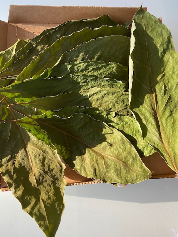 Dried Avocado Leaves 100% Organic - Etsy New Zealand