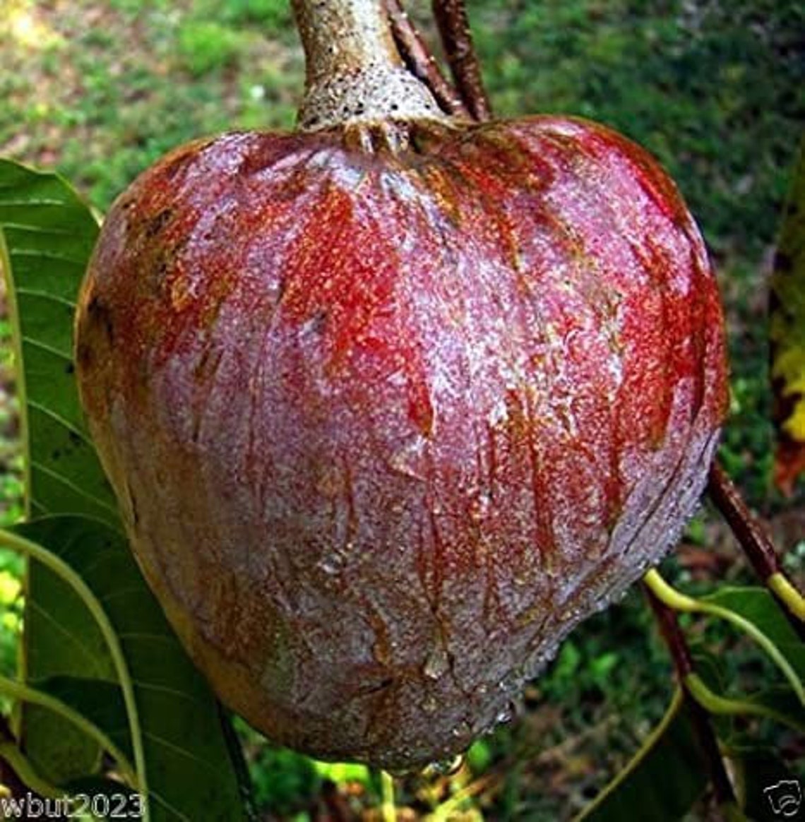Tropical Exotic Fruits Seeds Mix 5 Each Variety USA SELLER . Etsy