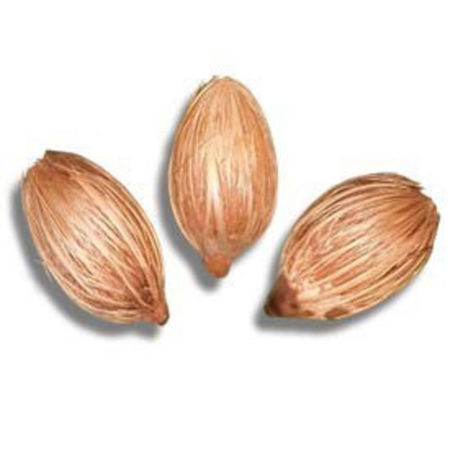 Christmas Palm Seeds Veichia Merrillii Fresh Seeds Etsy UK