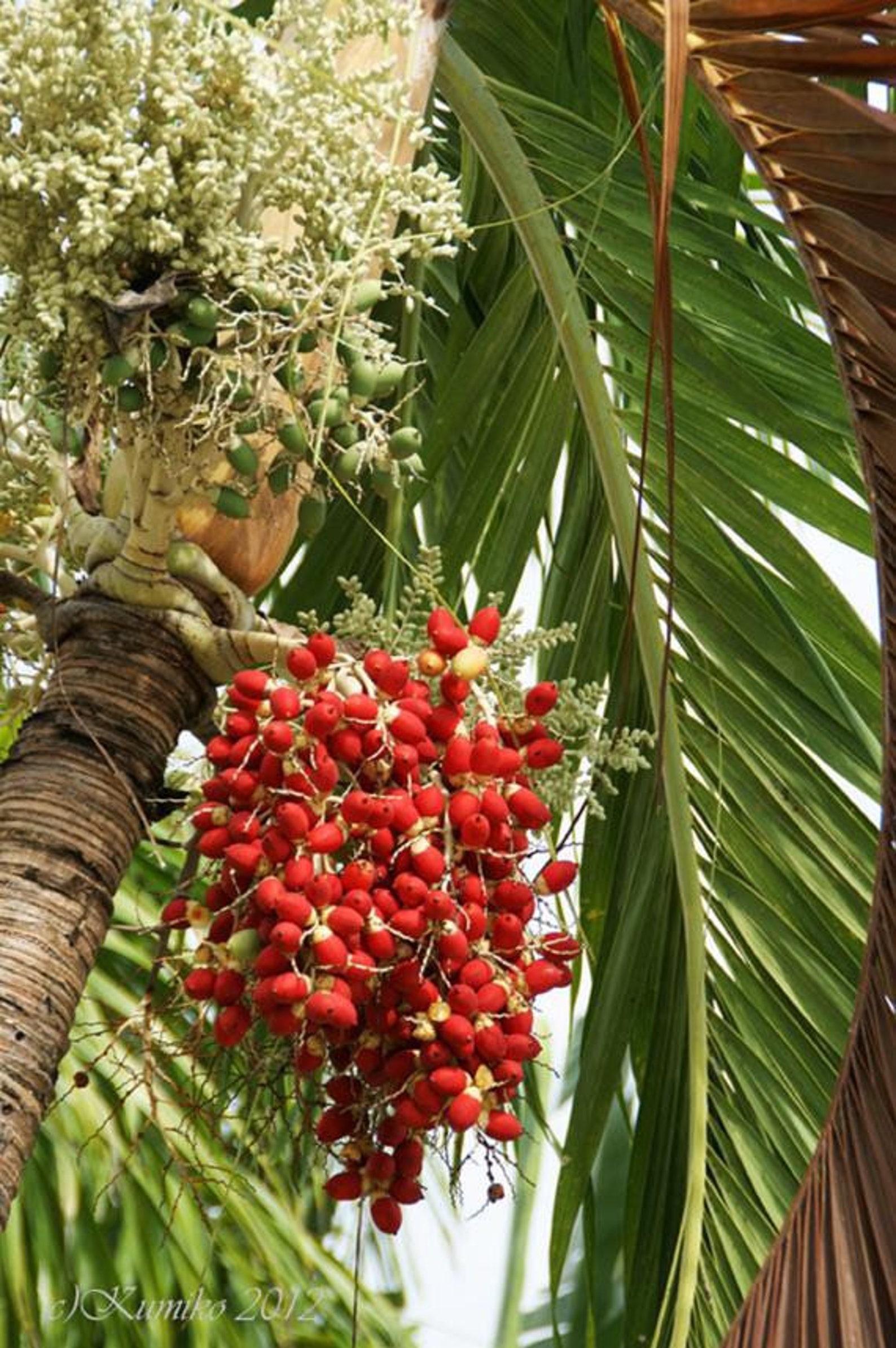 Christmas Palm Seeds Veichia Merrillii Fresh Seeds Etsy UK