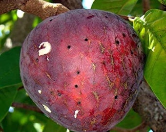 Annona Reticulata Seeds - (Red Custard Apple Seeds) Chirimoya cubana