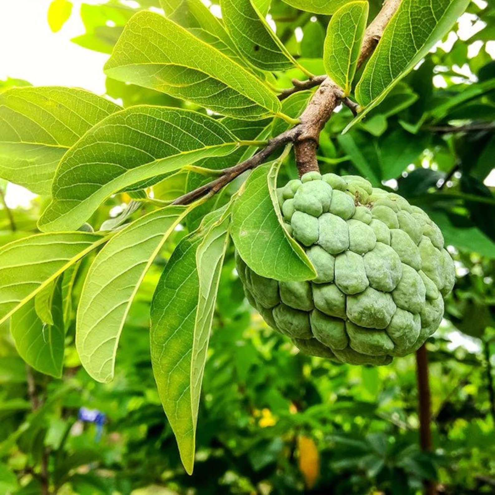 Sugar Apple 100 Seeds - Etsy