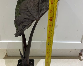 Elephant Ear ‘Serendipity’ Giant Variety (Alocasia hybrid) 4” Pot like pictures plant is about 2 to 3 feet tall bigger than pictures