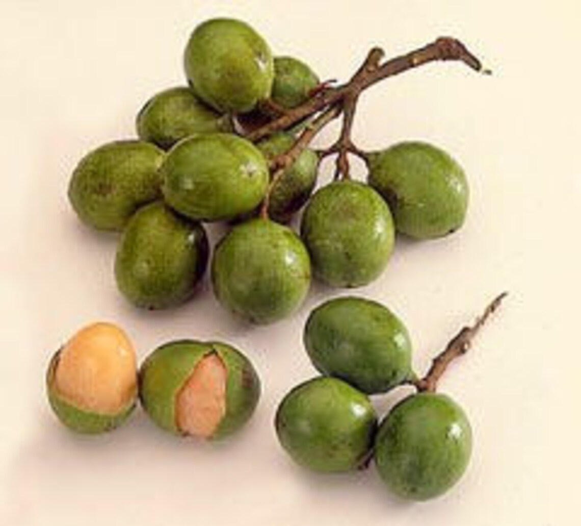 Spanish Lime Mamoncillos Quenepa Melicoccus Bijugatus