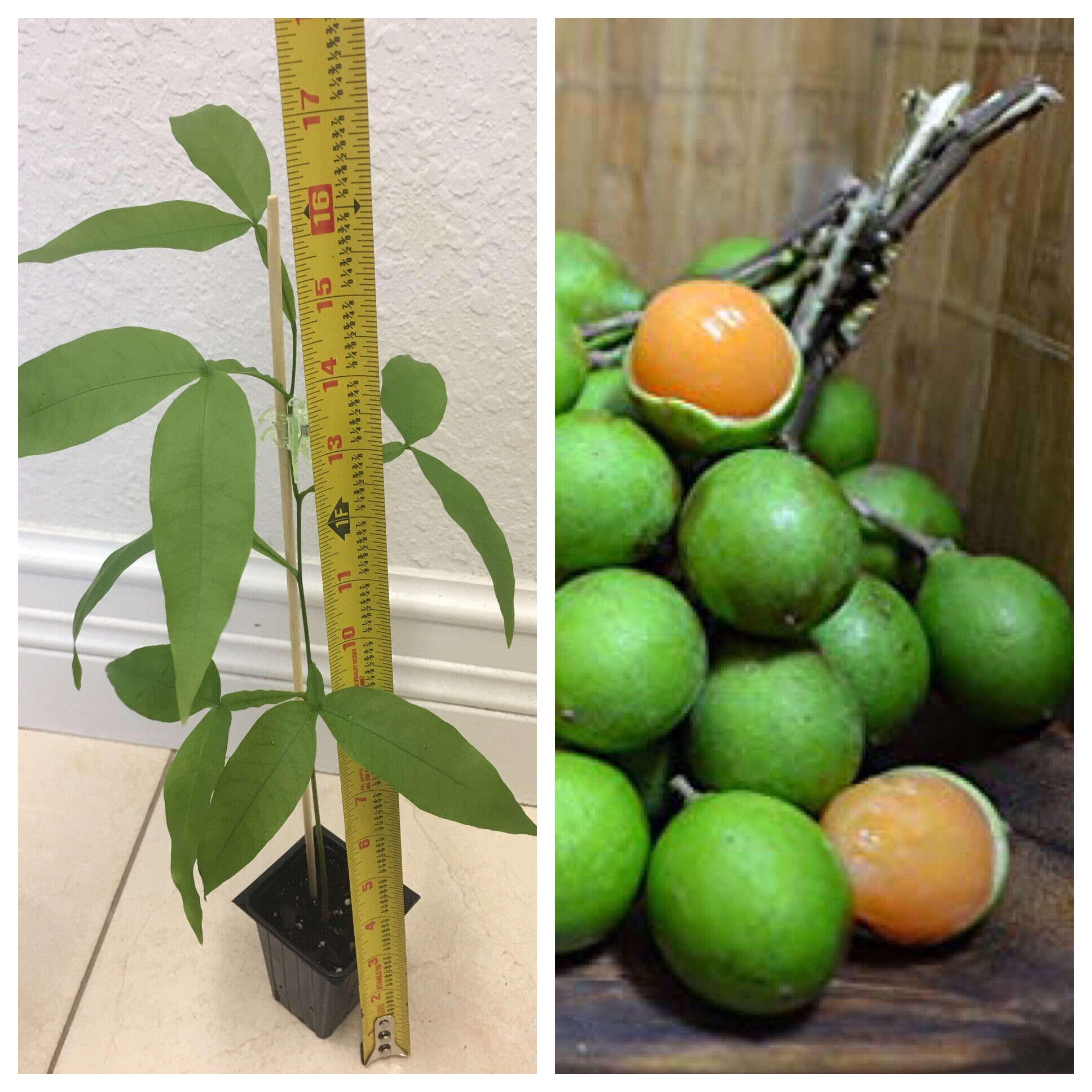 Quenepas Tree