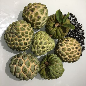 Annona Squamosa, Anon, Sugar Apple Seeds.