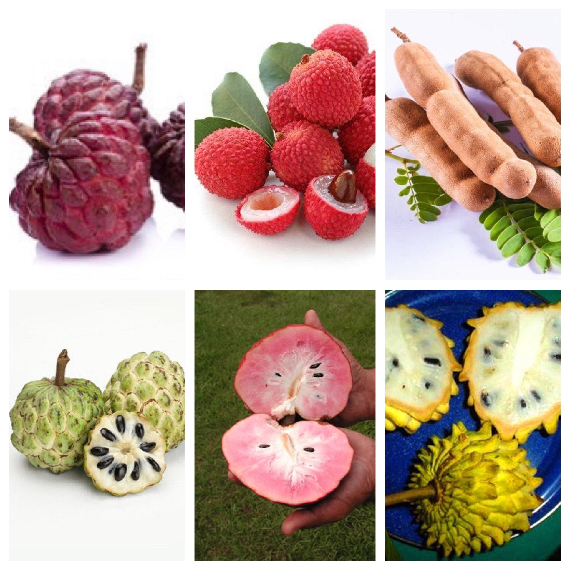 Tropical Exotic Fruits Seeds Mix 5 Each Variety USA SELLER . Etsy