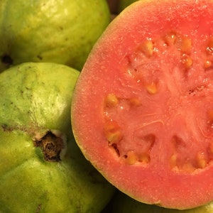 Red Guava, Psidium, Guajava, Guayaba 150 Seeds Organic Tropical From Florida.