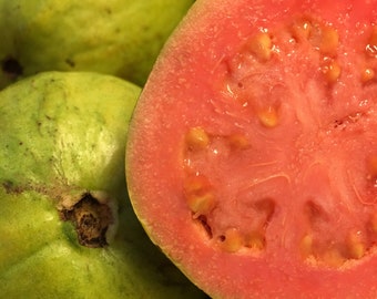 Red Guava, Psidium, Guajava, Guayaba 150 Seeds Organic Tropical From Florida.