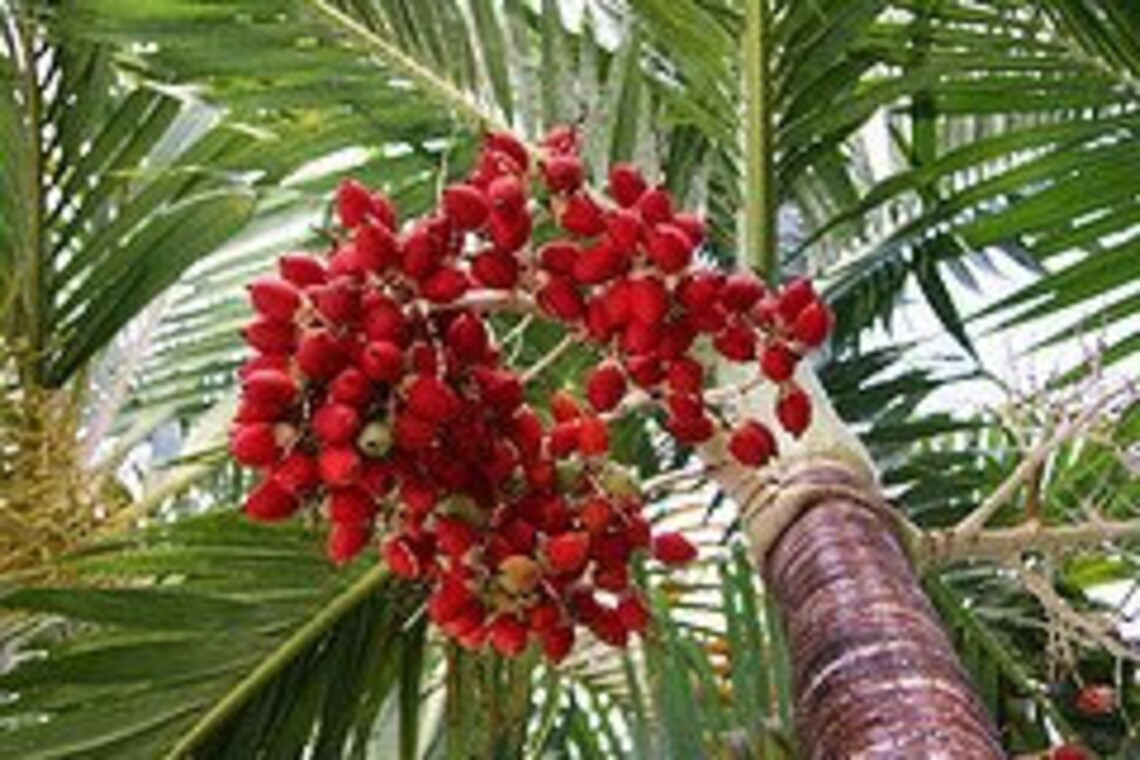 Christmas Palm Seeds Veichia Merrillii Fresh Seeds Etsy UK