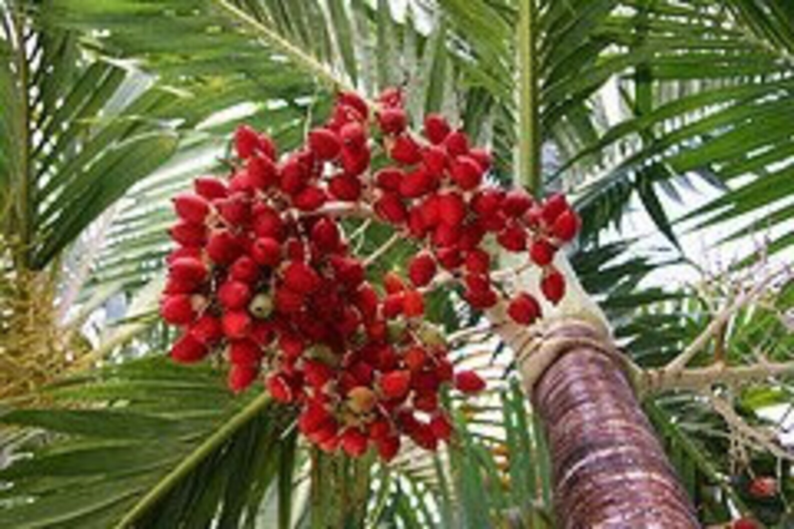 Christmas Palm Seeds Veichia Merrillii Fresh Seeds Etsy UK