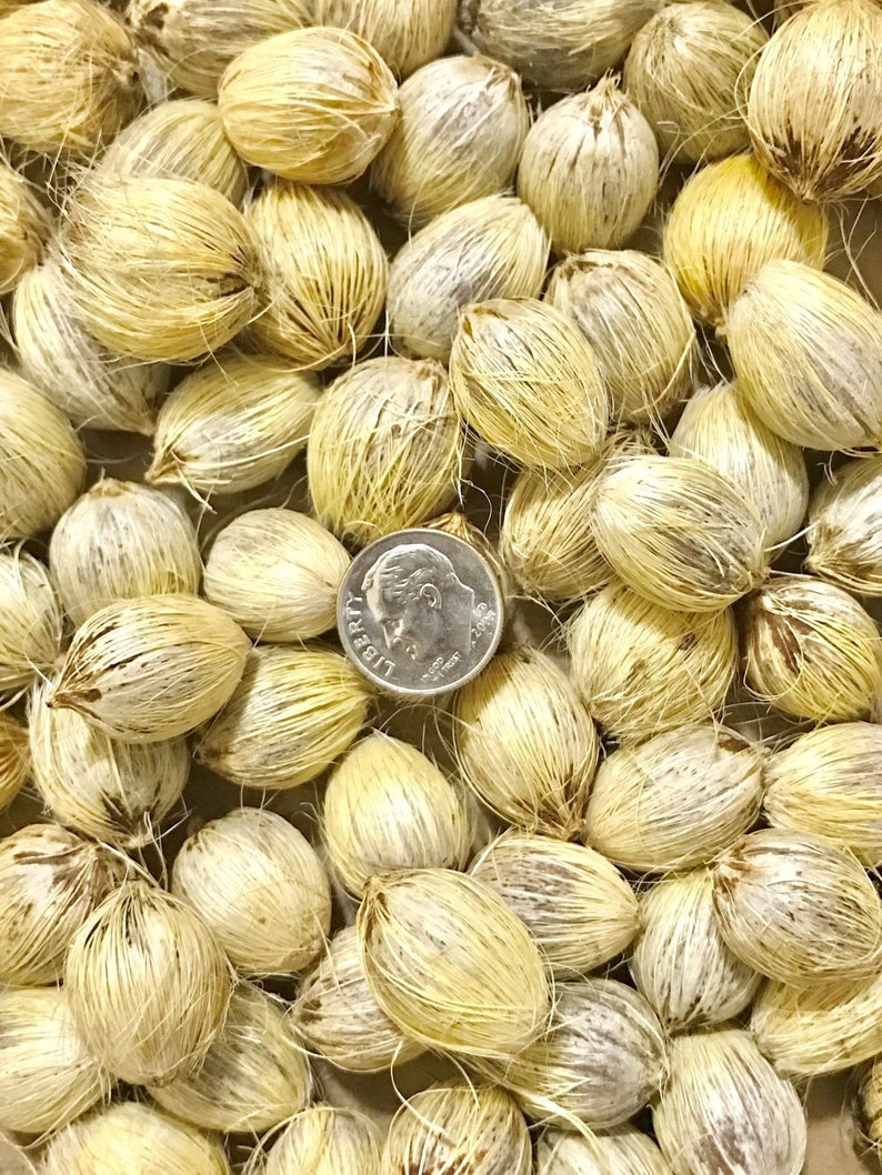 Queen Palm 30 Seeds Siagrus Romanzoffiana Etsy