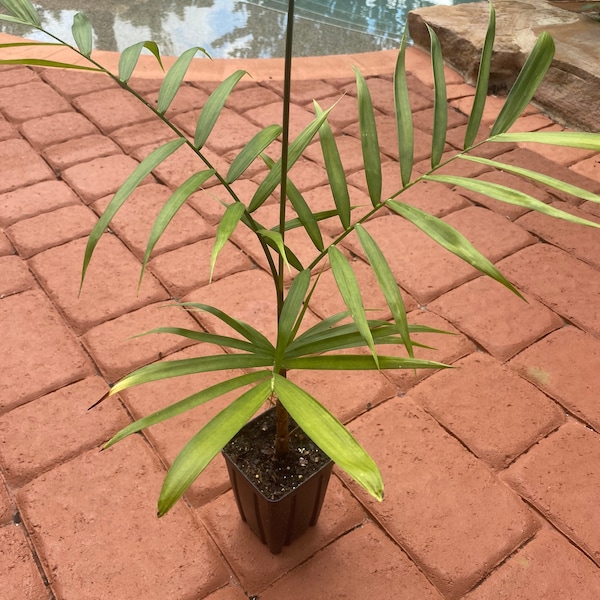 Chamaedorea Seifrizii Palm  Bamboo Indoor or Outdoor Plant 2Feet