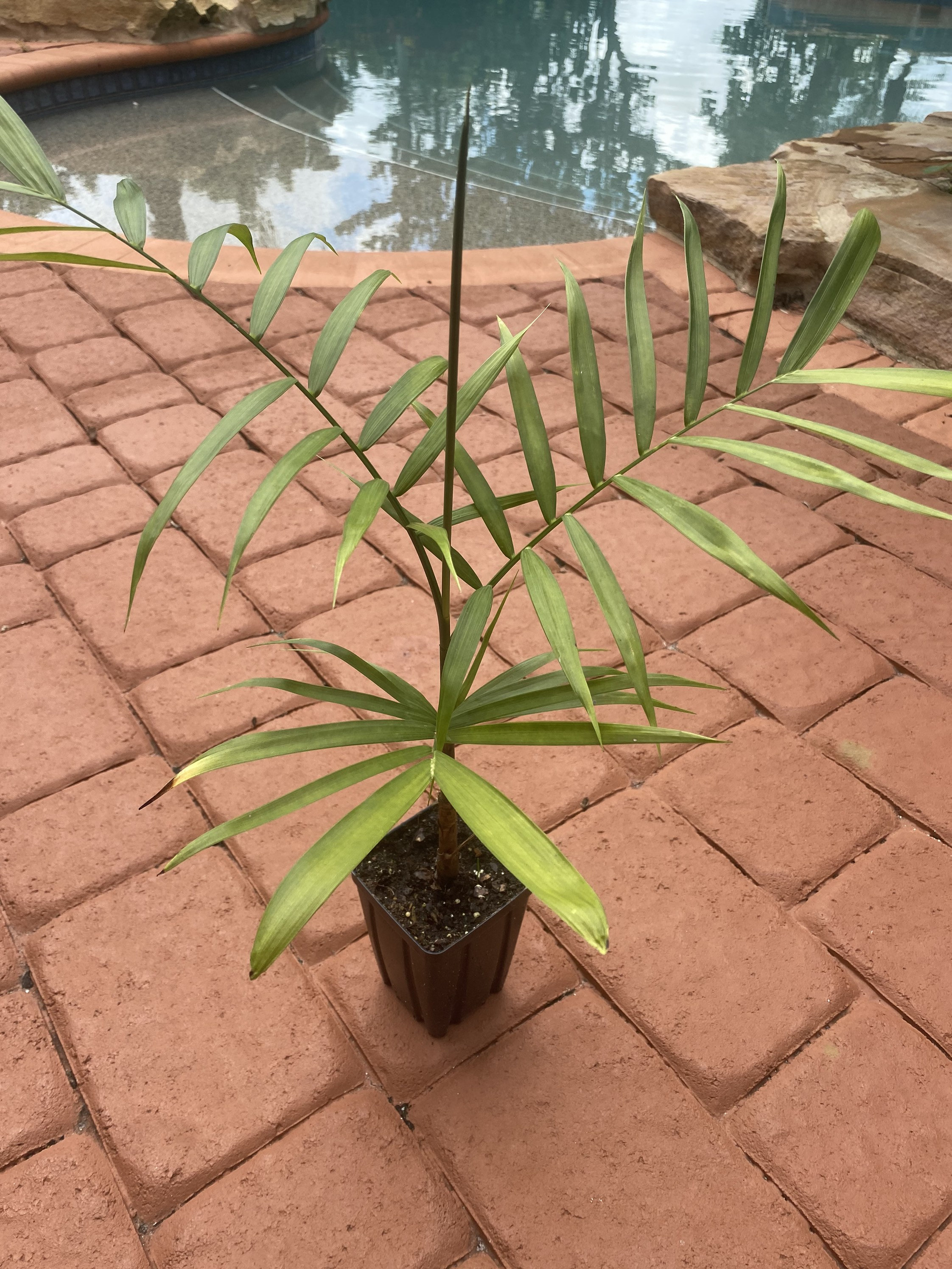 Chamaedorea Seifrizii Palm Bamboo Indoor or Outdoor Plant Etsy