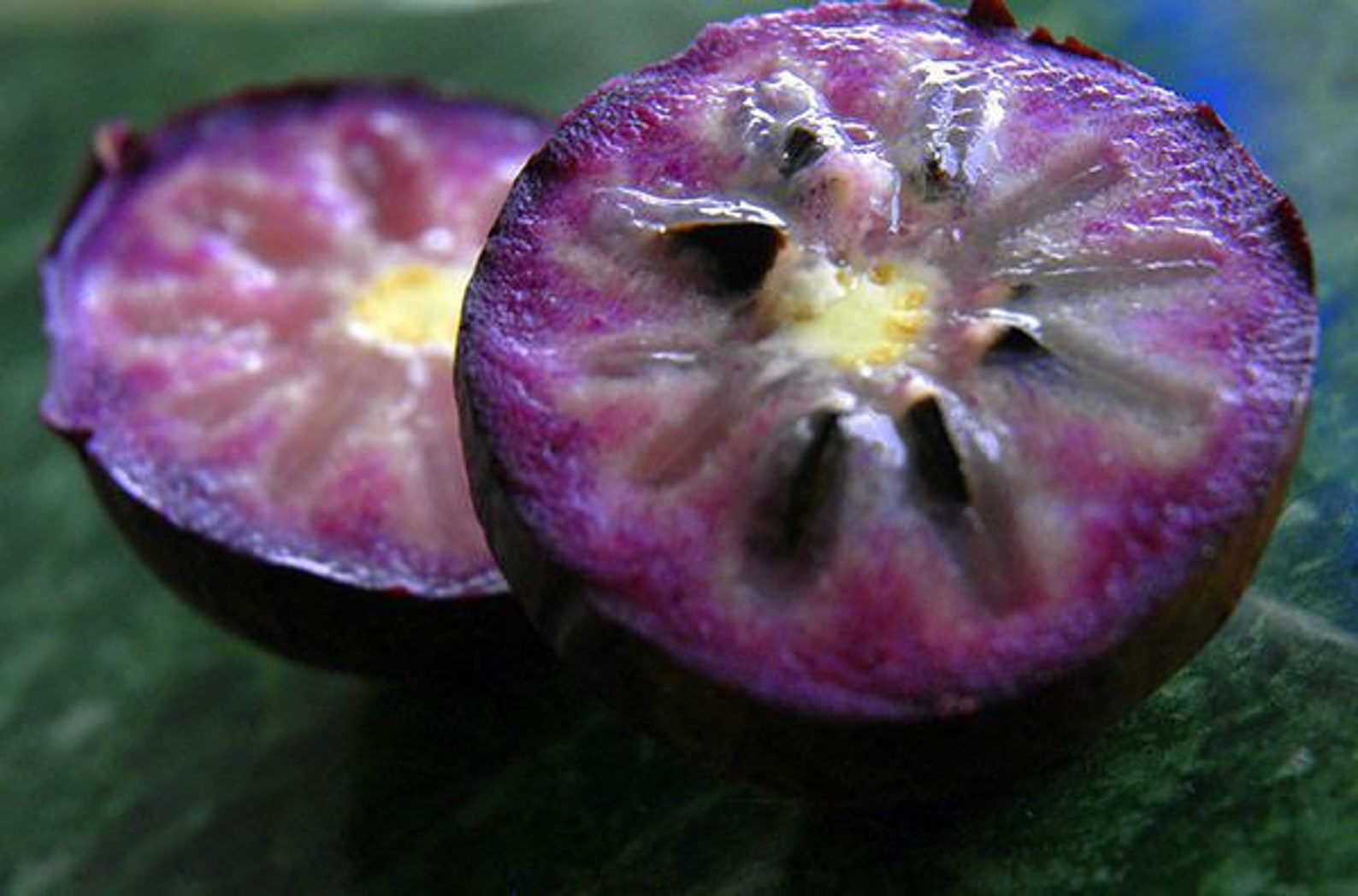 purple star apple purple star apple